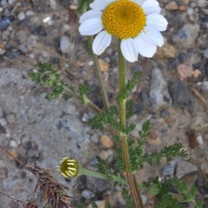 Photographie n°290736 du taxon Anacyclus clavatus (Desf.) Pers. [1807]