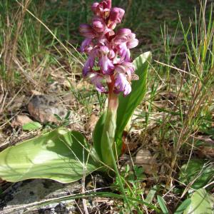Photographie n°290749 du taxon Himantoglossum robertianum (Loisel.) P.Delforge [1999]