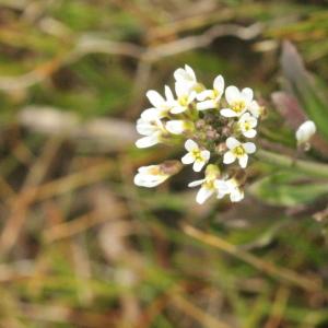 Photographie n°290755 du taxon Arabidopsis thaliana (L.) Heynh. [1842]