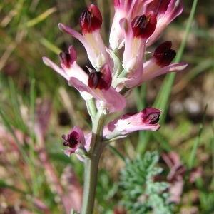 Photographie n°290762 du taxon Fumaria gaillardotii Boiss. [1867]