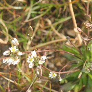 Photographie n°290763 du taxon Erophila verna (L.) Chevall. [1827]