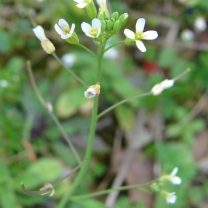 Photographie n°290766 du taxon Arabidopsis thaliana (L.) Heynh.