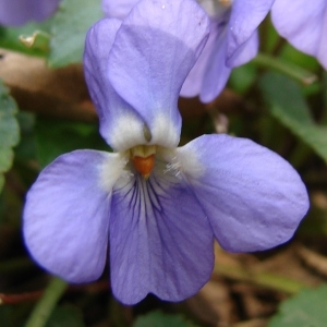 Viola alba Besser (Violette blanche)