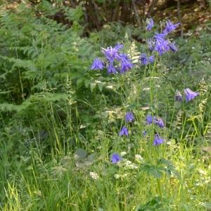 Photographie n°290818 du taxon Aquilegia vulgaris L. [1753]