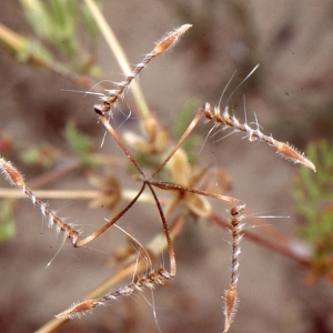 Photographie n°290863 du taxon Erodium cicutarium (L.) L'Hér.