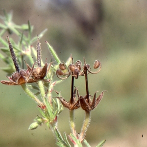 Photographie n°290864 du taxon Erodium cicutarium (L.) L'Hér.