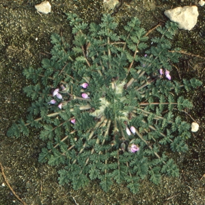 Photographie n°290866 du taxon Erodium cicutarium (L.) L'Hér.