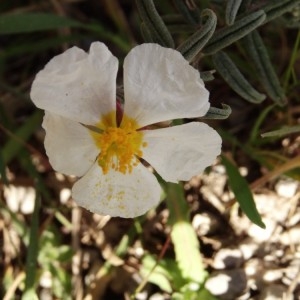 Photographie n°290943 du taxon Helianthemum apenninum (L.) Mill. [1768]