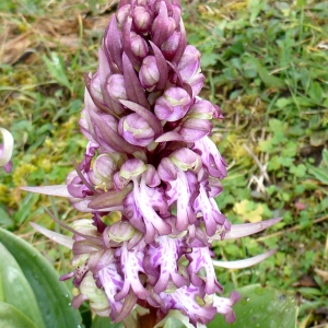 Photographie n°291040 du taxon Himantoglossum robertianum (Loisel.) P.Delforge [1999]