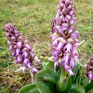 Photographie n°291042 du taxon Himantoglossum robertianum (Loisel.) P.Delforge [1999]