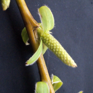Photographie n°291086 du taxon Salix babylonica L. [1753]
