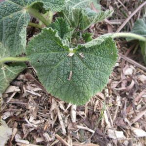 Photographie n°291172 du taxon Alcea rosea L. [1753]