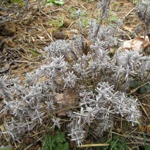 Photographie n°291189 du taxon Lavandula angustifolia Mill. [1768]