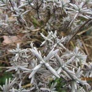 Photographie n°291190 du taxon Lavandula angustifolia Mill. [1768]