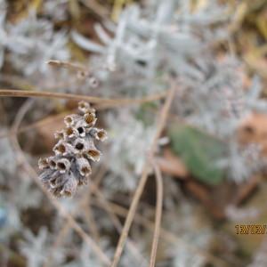 Photographie n°291191 du taxon Lavandula angustifolia Mill. [1768]