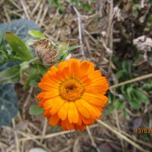 Photographie n°291195 du taxon Calendula officinalis L. [1753]