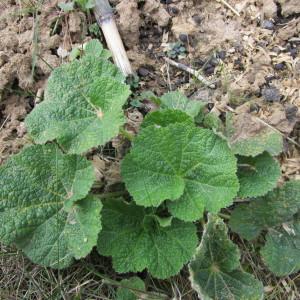 Photographie n°291199 du taxon Alcea rosea L. [1753]