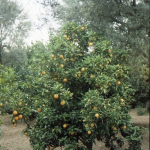 Photographie n°291204 du taxon Citrus limonum Risso [1813]