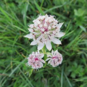 Photographie n°291288 du taxon Astrantia major L. [1753]