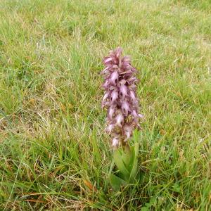 Photographie n°291319 du taxon Himantoglossum robertianum (Loisel.) P.Delforge [1999]