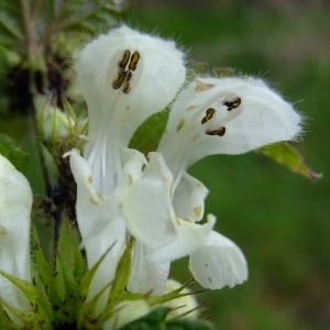 Photographie n°291324 du taxon Lamium album L.