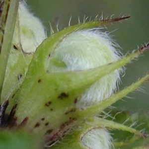 Photographie n°291326 du taxon Lamium album L.