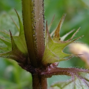 Photographie n°291334 du taxon Lamium album L.