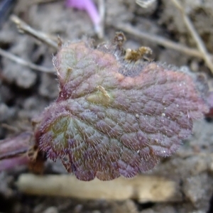 Photographie n°291338 du taxon Lamium purpureum L. [1753]