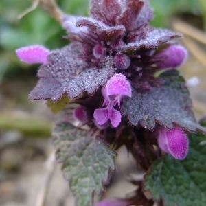 Photographie n°291340 du taxon Lamium purpureum L. [1753]