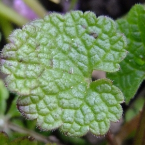 Photographie n°291348 du taxon Lamium purpureum L. [1753]