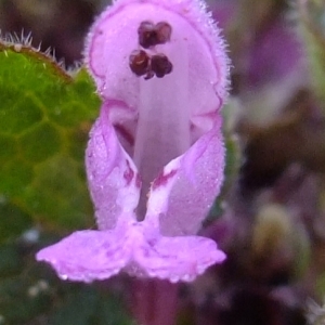 Photographie n°291352 du taxon Lamium purpureum L. [1753]