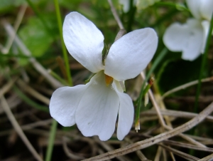 Yoan Martin, le 18 mars 2015 (Thiverval-Grignon (Plaine de la Défonce))