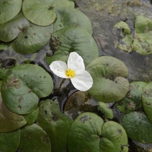 Photographie n°291523 du taxon Hydrocharis morsus-ranae L. [1753]