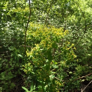 Photographie n°291541 du taxon Euphorbia palustris L. [1753]