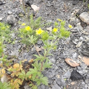 Photographie n°291551 du taxon Potentilla intermedia L. [1767]