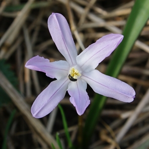 Bernard Evrad, le 18 mars 2015 (Seclin (Chemin des poste à Seclin (59)))