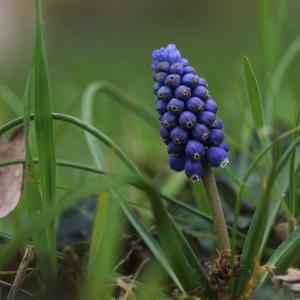 Photographie n°291606 du taxon Muscari neglectum Guss. ex Ten. [1842]