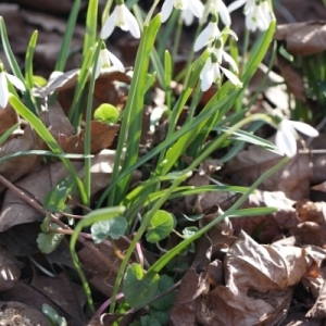Photographie n°291619 du taxon Galanthus nivalis L. [1753]