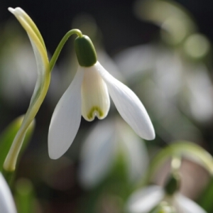 Photographie n°291621 du taxon Galanthus nivalis L. [1753]