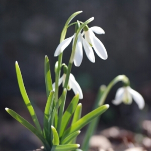 Photographie n°291625 du taxon Galanthus nivalis L. [1753]