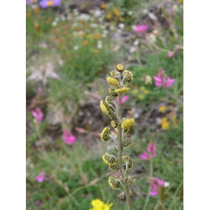 Artemisia atrata Lam. (Armoise noirâtre)