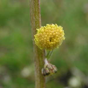 Photographie n°291629 du taxon Artemisia atrata Lam. [1783]