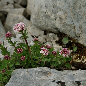  - Valeriana tripteris L. [1753]