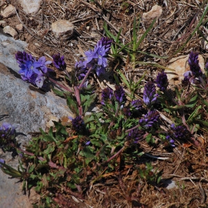 Photographie n°291634 du taxon Veronica prostrata L. [1762]