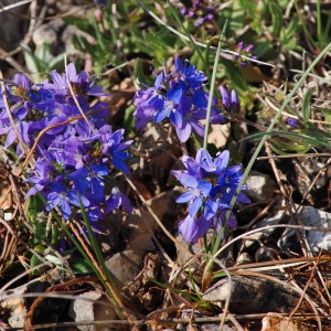 Photographie n°291635 du taxon Veronica prostrata L. [1762]