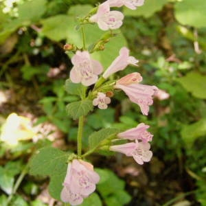 Photographie n°291701 du taxon Clinopodium nepeta subsp. sylvaticum (Bromf.) Peruzzi & F.Conti [2008]