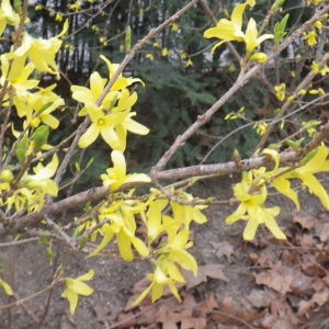 Photographie n°291704 du taxon Forsythia x intermedia Zabel [1885]