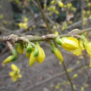 Photographie n°291708 du taxon Forsythia x intermedia Zabel [1885]