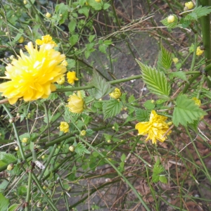 Photographie n°291712 du taxon Kerria japonica (L.) DC. [1818]