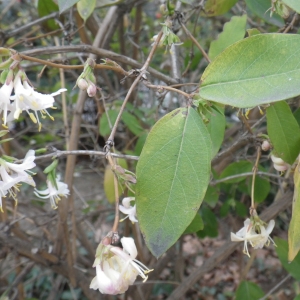 Photographie n°291719 du taxon Lonicera japonica Thunb. [1784]